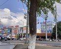 В Самаре изобрели новый способ ухода за зелёными насаждениями: их заливают бетоном.Технологию уже применили на Московском шоссе. Есть побочный эффект - деревья могут не выжить.