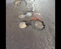От поворота направо с Можайского шоссе весь километр до ЖК Сколковский большое количество больших и малых ям.