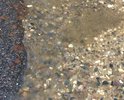 В межсезонье затапливает данный участок, нет ливневой канализации. Подойти к подъездам дома, очень проблематично.
