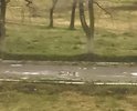 Добрый день всем проживаю в городке воздвиженка в Уссурийске дорог в городке и так нет но на улице спортивной она вообще отсутствует. Если в городке еще местами лежат плиты то на нашей улице есть только направление а 10 лет назад идеально все было даже автобус ходил. Сейчас с ребенком езжу на площадь Гулять так как ни коляска ни велосипед детский по этим направлениям просто не едут колеса отваливаются и ребенок кричит от такой встряски