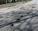 Активное разрушение асфальта (трещины, ямы, просадка колодцев) на всей улице. На перекрестке с ул. Победы, посреди улицы, прямо из-под асфальта торчат деревянные палка (сваи?) непонятного происхождения и назначения