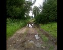 По улице Некрасова дороги нет вообще. Проехать могут только трактора... По улице живут люди пожилые и с маленькими детьми, скорая не может проехать. Тротуарная тропинка проходит только по одной стороне дороги, жители, которые проживают на противоположной стороне, даже к дому пройти не могут.