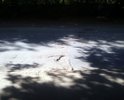 Огромные ямы при подъезде к больнице. На пустой дороге машина может проехать только резко затормозив и объезжая по обочине или по встречной полосе.