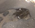 Улица Набережная является центральной (главной) улицей микрорайона Восьмерка г. Гусь-Хрустальный Владимирской области. Здесь ходит общественный транспорт (автобус № 6). Городские власти недавно рапортовали о том, что сделали дорогу от 120 дома до пос. Лесного. А вот от начала ул. Набережной (от первых домов, начиная с поворота от стадиона) и по всей протяженности (до конечной остановки автобуса), именно та часть дороги, где наиболее интенсивно ходит транспорт, опасные ямы по 12-15 см глубиной, местами по всей ширине дороги. Не проехать-не пройти. Попав в такую ямину, например,  в дождливую погоду, когда эти "воронки, как после бомбежки" заливает полностью водой, в такой яме можно запросто оставить колесо или навернуться не слабо на том же мотоцикле. Очень опасно!!! Разъехаться машинам невозможно, только по этим зияющим дырам. Живого места скоро на дороге не останется!