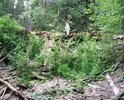 Постановлением администрации Кичменгско-Городецкого муниципального района от 07.07.2016 г. № 432 под № 175 находится «Подъезд к д. Коряково, протяженностью 0,5 км с дороги регионального значения «Кичменгский Городок - Еловино с подъездом к с. Косково» Обслуживанием подъезда занимается ООО «Жилищник». 
Этот участок дороги пересекает р. Перелесная, моста, либо какого-то другого постоянного переезда через р. Перелесная не оборудовано. Весной речка размывает дорогу... на место размыва просто кидается горбыль и песок! Это ненадолго, ненадежно и опасно.