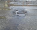 В прошлом году по вене сделали ямочный ремонт. Зима прошла, а ямы опять появились.