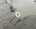 на повороте от улицы шоссейной (ленинградская область всеволожский район поселок мурино) на воронцовский бульвар образовалась яма, размер которой уже достик такой величины, что на седане без последствий не проедешь. приходится объезжать по встречной полосе, что существенно осложняет движение.дорожных служб не видно и не слышно... рядом с этой ямой уже на очереди вторая, её размеры с дождем увеличиваются, а это наводит только на одну логичную мысль, через пару недель объехать ямы не получится, так как это возможным не будет, и автовладельцам придется быть свои машины! очень хочется обратить дорожные службы на это внимание!