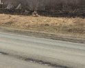 Дорога в ненормативном состоянии. Большая колейность, а колеях ещё и выбоины. Аварийно-опасный участок дороги. Часто случаются ДТП со смертельным исходом.