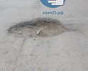 Интернациональная 60 - большая концентрация ям, принуждает часто моневрировать объезжая препятствие.