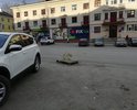 Стоянка возле детской поликлиники. Дыру в асфальте прикрыли поддоном. Через неё уже растет дерево. Давно растёт.