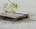 Стоянка возле детской поликлиники. Дыру в асфальте прикрыли поддоном. Через неё уже растет дерево. Давно растёт.