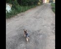 Дорога частично состоит из битого лома, щебня, крошки и местами плит. все это сделано самими жителями. Дорогу администрация тут никогда не прокладывала.  
На двух участках проезда совсем нет, даже зимой трактор не расчищает проезд там. Улица получается разделена на две части из-за чего на дальнюю часть службы экстренного реагирования доехать быстро не могут, скорую помощь ночью ждем  по часу, водители звонят, не могут найти, т.к. упираются в тупик первой части улицы.