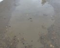 Добрый день!Родители проживали на улице с 1973 года,мы к ним регулярно приезжали в отпуск.С 2009 года проживаем постоянно на улице Междуреченской и она постоянно находится в таком состоянии.Летом пыль столбом,весной,осенью и зимой грязь,лужи,выбоины в грунтовке до 10 см.Проживают в основном пенсионеры, которые в киоски за хлебом и молоком еле проходят.