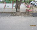 Не убрано дерево перед капитальным ремонтом тротуара