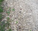 Главная дорога в поселке Шахтерский (ул.Чекалина) и подъезды к ней просто отвратительны. Начиная с 2017 года местные чиновники клятвенно обещают нам, что дорога будет построена. На деле же все ограничивается разбрасыванием щебенки и не более того. Летом это что-то отдаленно напоминает какую-то щебёночную тропинку. А в другие сезоны одна распутица и яма на яме. Мы уже прозвали эту улицу "направлением убитых подвесок машин" и "тропой сломанных ног".