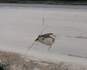 Один из участков дороги по ул Полупанова от выезда с пр-зд Советского до поворота на ул.Демышева которая делалась больше двух лет.