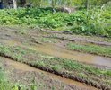 Дороги по деревне Горлово Кашинского района вообще нет, можно проехать только или в сильную засуху или в мороз, когда трактор прочистит дорогу. В зависимости от погоды и пешком можно пройти только в резиновых сапогах!