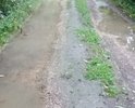 В центре деревни Рябцево нет нормальной дороги! После небольшого дождя, сразу образовывается грязевая "каша" на дороге!