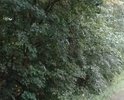 В центре деревни Рябцево нет нормальной дороги! После небольшого дождя, сразу образовывается грязевая "каша" на дороге!