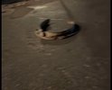 Прошу срочно предпринять меры по оперативному устранению причины провала грунта дорожного полотна на ул. Романовской д. Глухово г.о. Красногорск (координаты: 55.767748, 37.249042), создающего аварийные ситуации, угрожающие жизни и здоровью граждан. Провал грунта образовался из-за халатности застройщика "Гранель".