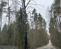 Доога существует, но по словам администрации на учете не состоит, хотя местами есть следы асфальта. Поддерживается силами и средствами жителей поселка Новые Ольшаники
