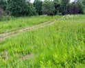 Дорога к деревне Попайлово отсутствует, проехать к деревне нет возможности. Колеи и рытвины. Мост покасился на бок. А здесь живут люди.
