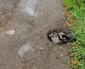 Под дорогой протекает ручей (водосток с Цкад) Образовалась глубокие ямы. Жители заложили их битым асфальтом, но в любое время дорога уйдёт под воду
Администрация бездействует.