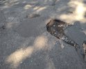 г. Иваново Ивановская обл. Ул. Тимирязева на светофоре напротив дома 40 (правее) яма, а также по дороое вдоль всего дома около помоек, также на поворот ул. Веселова д. 42 до след. дома торец сплошные глубокие ямы.