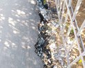 Капитальный ремонт тротуара между ул. Пржевальского и детским садом #38  был проведен в июле 2018 года. По состоянию на 28 августа 2018 г. тротуар начал разрушаться и осыпаться