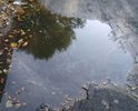 Пешеходная дорога в плохом состоянии