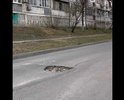 На улице Куникова в районе проезжей части между домами 50 и 46 глубокая яма в дорожном покрытии.