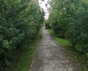 участок тротуара по улице Мира, от школы 12 до жилого дома по ул. Мира, д. 1: разрушение покрытия, заросли кустарника