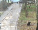 В 1980году была выложена эта дорога, которой уже нет. Дети в школу шлепают по лужам и по грязи. Яма на яме. Летом не возможно ни на велосипеде проехать, ни на каблуках пройти. Старики бедные ходят по ямам, и молятся чтобы не упасть и не сломать себе что нибудь. Администрация и в частности мэр обратите внимание на нас(людей).